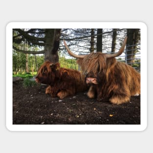 Scottish Highland Cattle Cow and Calf 2098 Sticker